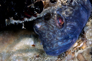 Black goby with eggs by Pietro Cremone 